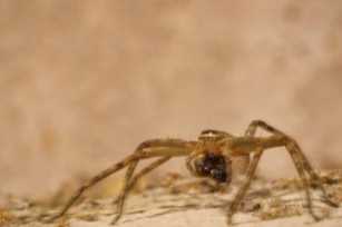 家里发现大蜘蛛怎么处理，高脚白额蛛是害虫还是益虫(附2023年最新排行榜前十名单)