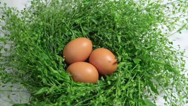 地菜煮鸡蛋的功效作用及危害（人称“赛灵丹”荠菜煮鸡蛋）