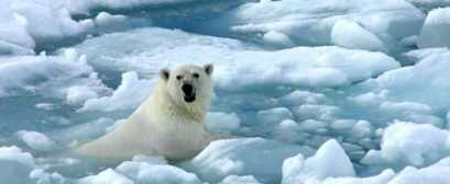 北极熊都死了是什么意思？北极熊因气候变化快饿死了?