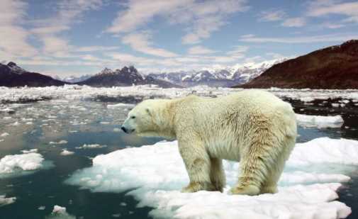 北极熊都死了是什么意思？北极熊因气候变化快饿死了?
