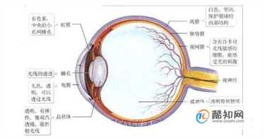 了解近视眼的形成原因以及眼睛的工作原理(近视是什么原因导致的)