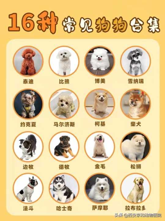 宠物犬的种类有哪些（常见16种狗狗优缺点及喂养难度大全）