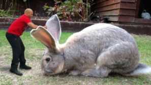 世界最大的兔子，长1.3米重45斤，英国明星兔，数日前却被偷走了