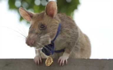 非洲巨鼠因搜寻地雷被授奖章