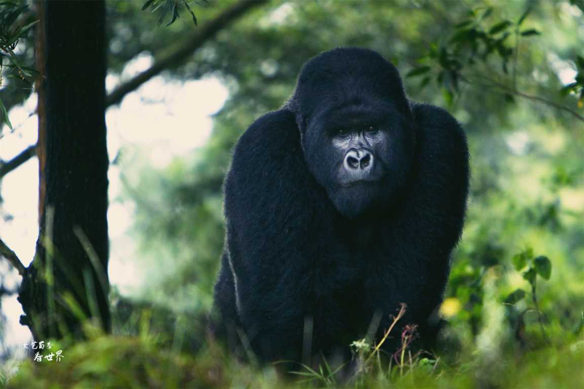非洲小国卢旺达比日本还干净，一直与中国紧密友好，大猩猩是国宝