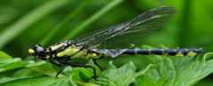 对湿地水质检测借助哪种昆虫？答案为什么是蜻蜓