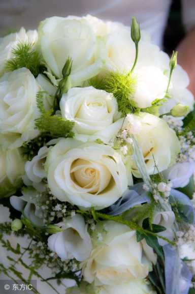 21朵白玫瑰的花语（白玫瑰花语每朵代表什么）(2)