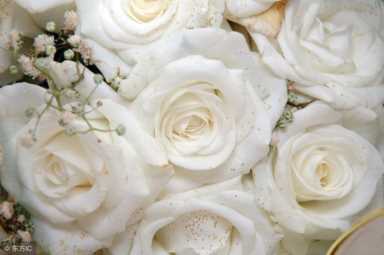 21朵白玫瑰的花语（白玫瑰花语每朵代表什么）(6)
