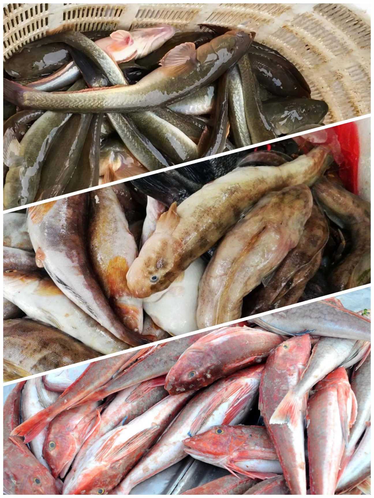 海鱼有哪些品种 食用图片