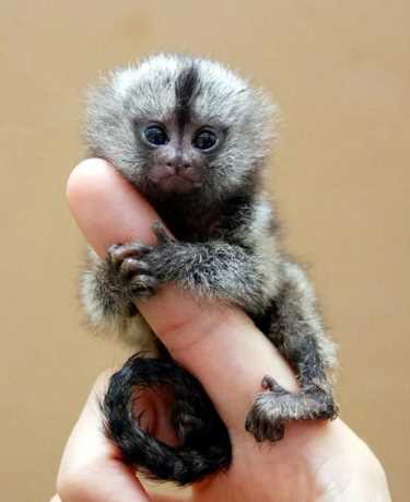 世界上可以称之为最小的十二种动物