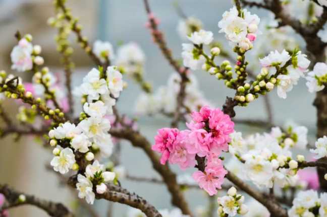 10首最美春分诗词，海棠花落，梅子半酸，正是人间好时节