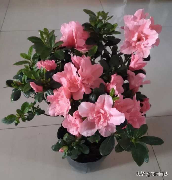 中国10大经典名花，别再养外国花了，本土的花也很好看，开花很美
