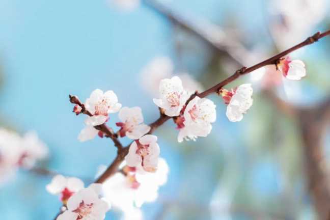 10首最美春分诗词，海棠花落，梅子半酸，正是人间好时节