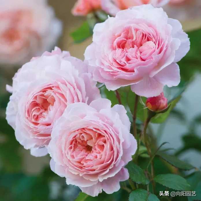 中国10大经典名花，别再养外国花了，本土的花也很好看，开花很美