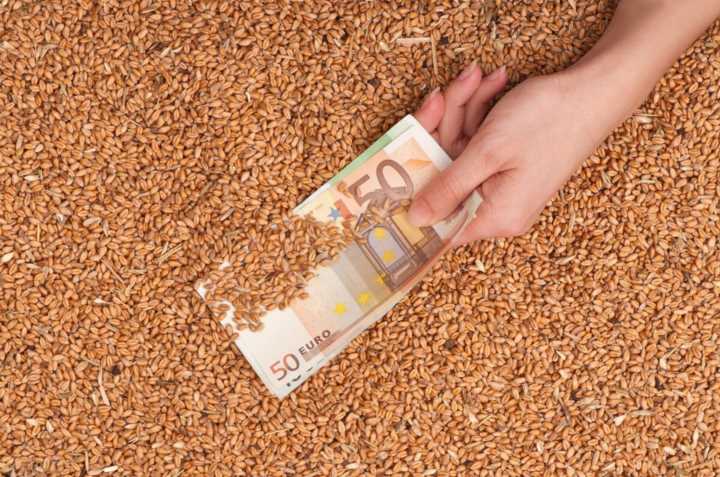 小麦“高开”成定局！最高价格已逼近1.5元，今年还能冲1.7元吗？