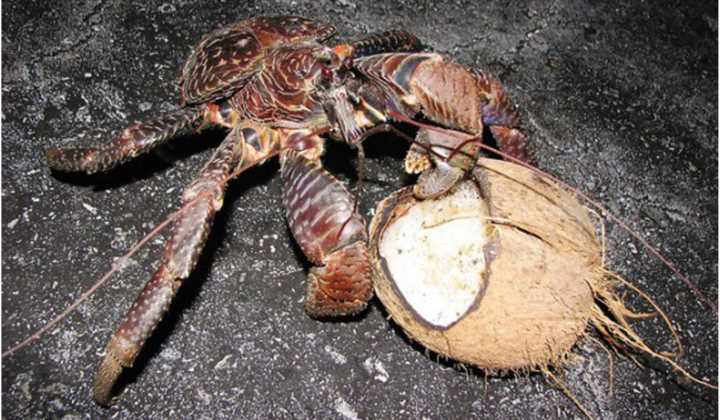 最大的寄居蟹，威力惊人的强盗蟹，巨型水果终结者：椰子蟹