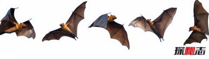 蝙蝠在人们生活中象征的意义(附2023年最新排行榜前十名单)