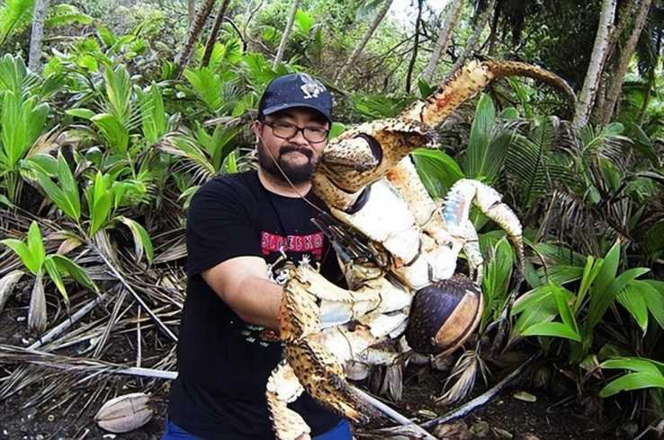 最大的寄居蟹，威力惊人的强盗蟹，巨型水果终结者：椰子蟹