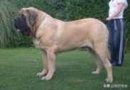 大型的宠物狗有哪些，最漂亮适合家养的大型犬