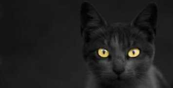 黑猫进宅必有一祸是真的吗，为什么有些人说黑猫不吉利