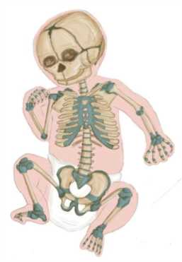 描述人体各部分骨骼组成， 胫骨在哪