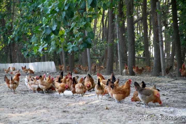 养殖草鸡的周期与利润，怎样养鸡成本低见效快