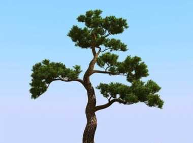 松树的特点和外貌 ，松树的特征和作用简短介绍