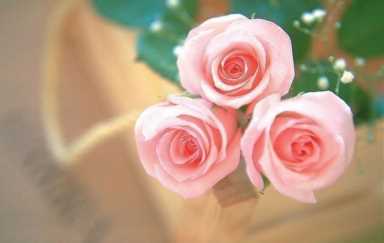 粉玫瑰花语每朵代表什么，11朵到99朵粉玫瑰分别代表什么