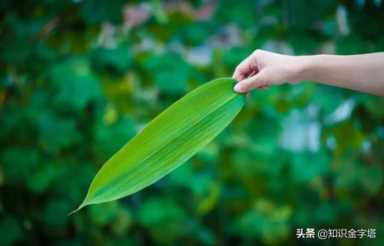 农村15种常见的“粽子叶，包粽子的叶子种类有哪些