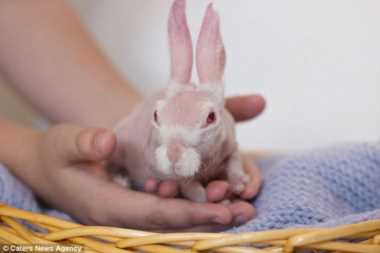 巨白兔，为什么在外国兔子是邪恶的