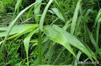 农村15种常见的“粽子叶，包粽子的叶子种类有哪些