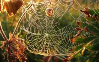 天蛛丝，蜘蛛网的寓意和象征