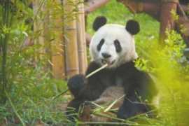 大熊猫受到病饿威胁,当地群众得知