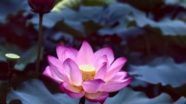 莲花的各种象征意义大全，佛教中莲花的含义和象征