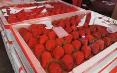 九九草莓原产地 ，丹东草莓不是在丹东发货