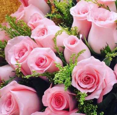 粉玫瑰花语每朵代表什么，11朵到99朵粉玫瑰分别代表什么