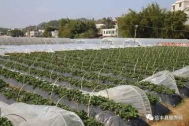 信丰西牛生态草莓采摘园，草莓的功效与作用及禁忌症