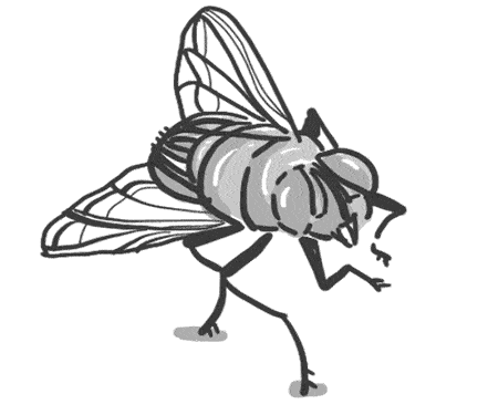 苍蝇为什么喜欢搓手的原因，苍蝇粘到食物上还能吃吗