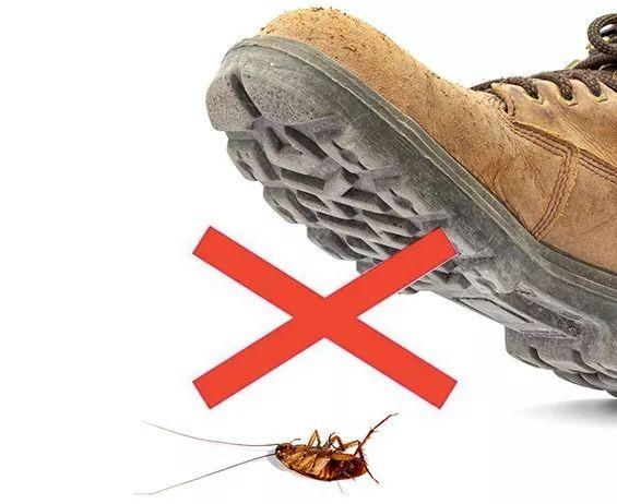 杀蟑胶饵多久能杀死蟑螂，德国拜耳蟑螂药