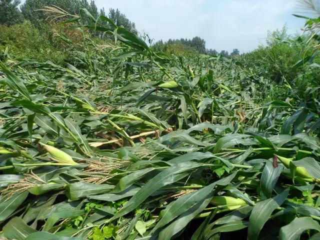 吉林玉米大面积倒伏，倒伏的原因,现象以及预防措施