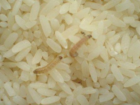 为什么大米放久了会生虫，如何防止大米长虫的方法