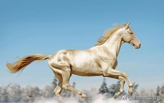 什么是汗血宝马，世界上最古老神秘的马种有哪些