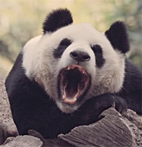 轩辕传奇北极熊坐标，为什么肉食动物不敢攻击大熊猫呢