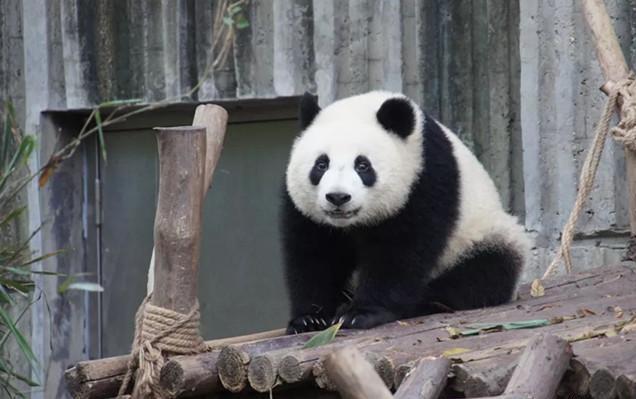 轩辕传奇北极熊坐标，为什么肉食动物不敢攻击大熊猫呢