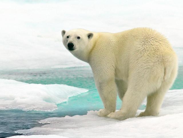 壮年的北极熊与大亚种棕熊春季体型相同吗