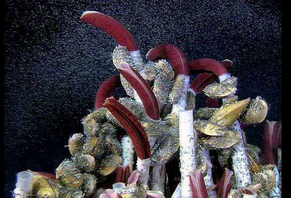 深海“黑烟囱”究竟是什么？为什么那里会是地球早期生命的起源