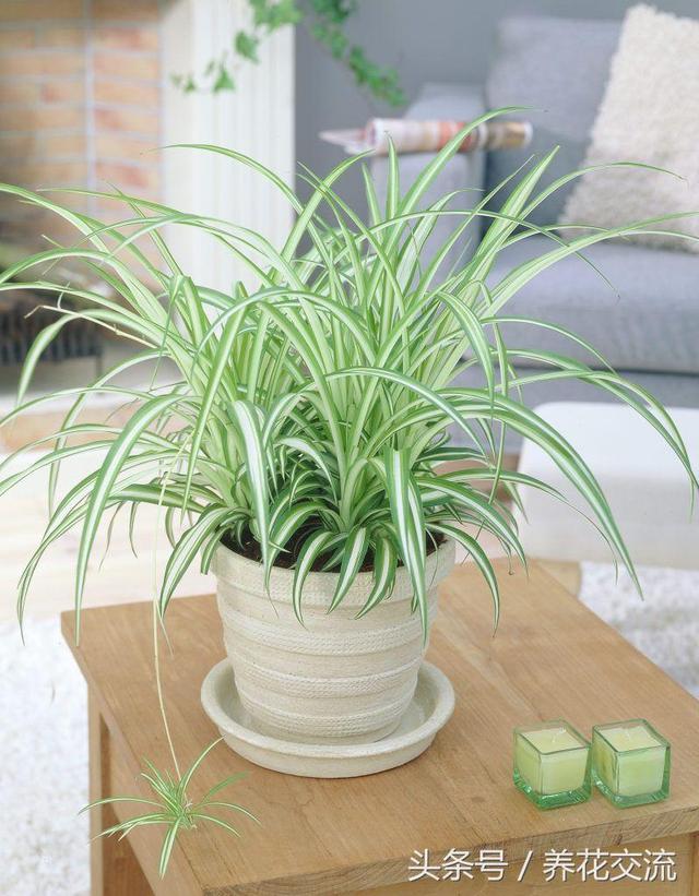 哪种植物适合养在室内（适合养在室内的8种盆栽植物）(5)