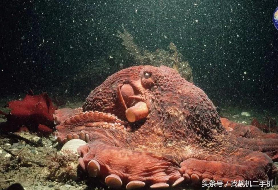 北太平洋巨型章鱼是世界上最大的章鱼