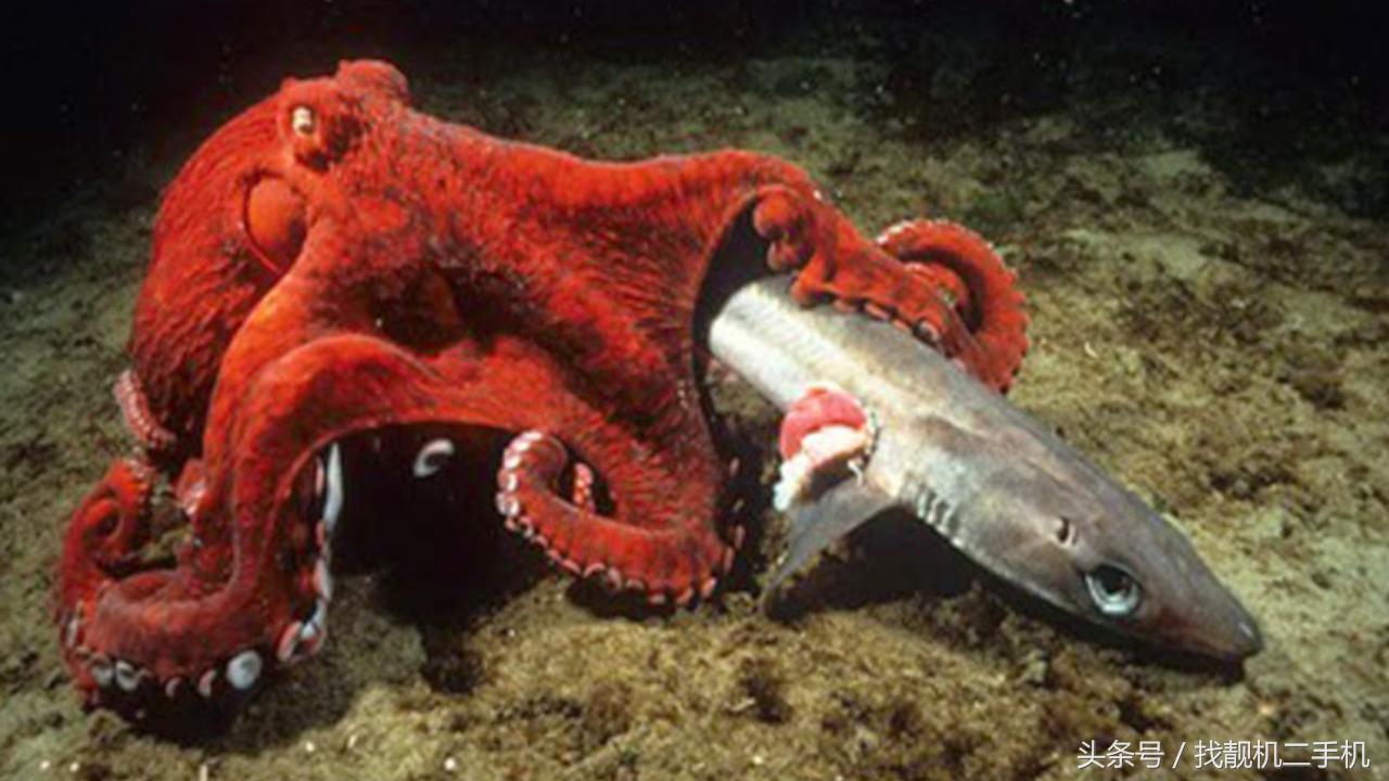 北太平洋巨型章鱼是世界上最大的章鱼