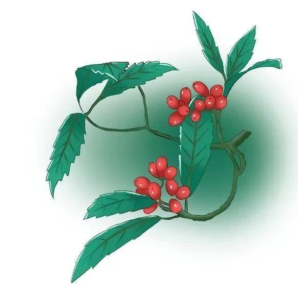 茱萸是一种清香淡雅的植物,古人在重阳节